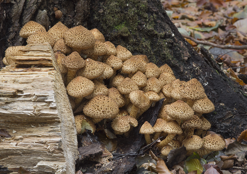 Pholiota squarrosa